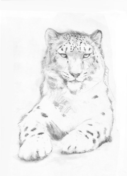 Снежный Барс для срисовки
