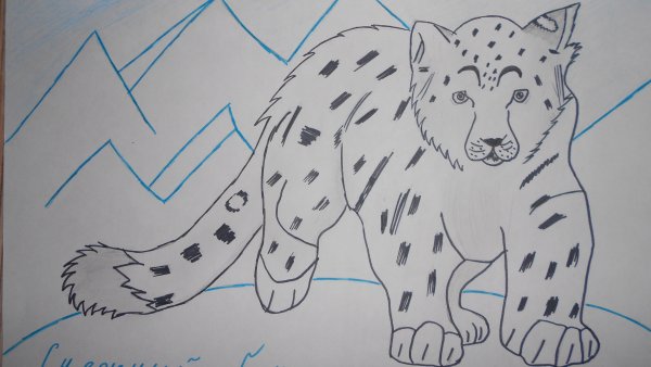 Снежный Барс рисунок