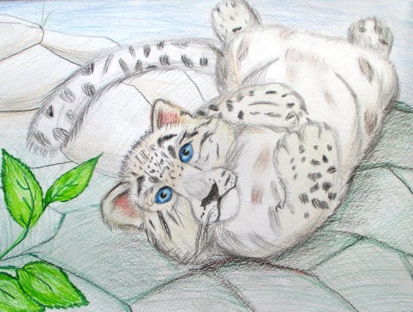 Конкурс рисунков снежный Барс