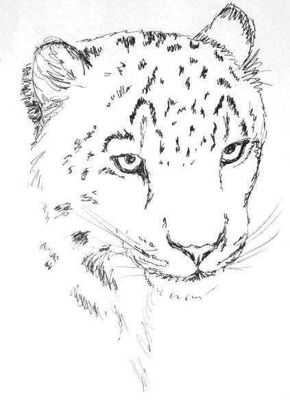 Белый Барс для срисовки