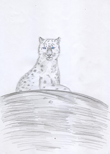 Снежный Барс рисунок карандашом