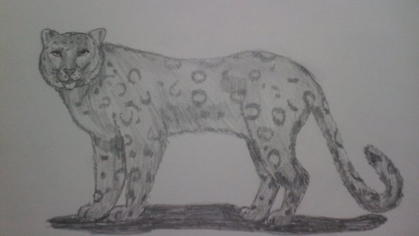 Снежный Барс рисунок детский