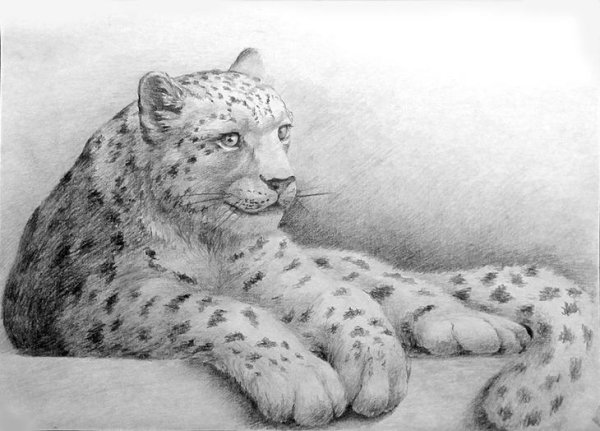 Ирбис снежный Барс срисовки