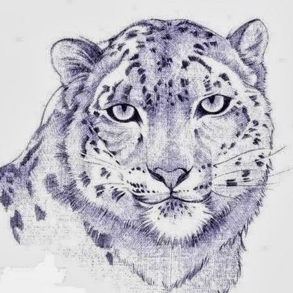 Снежный Барс карандашом