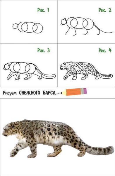 Снежный Барс карандашом