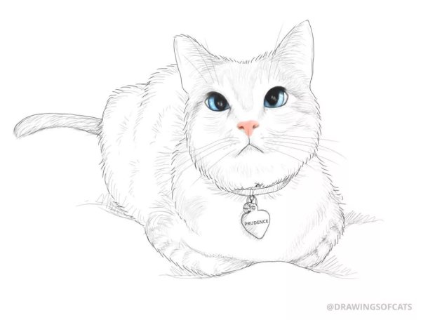 Рисунок кошки для срисовки легкие