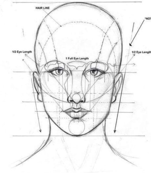 Пропорции лица человека схема
