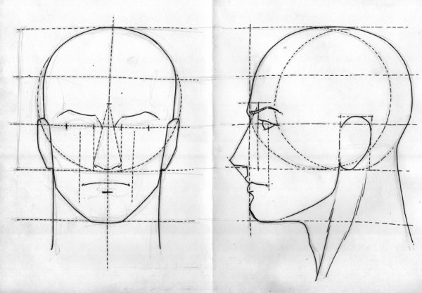 Схема головы человека в профиль и анфас