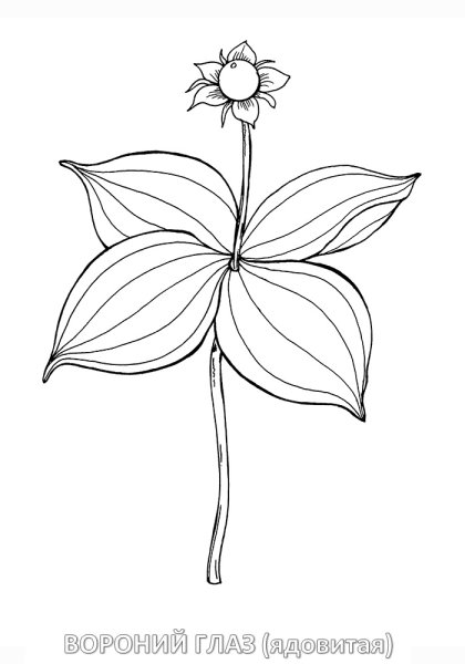 Рисунки цветов карандашом