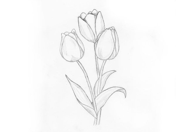 Лилия рисунок