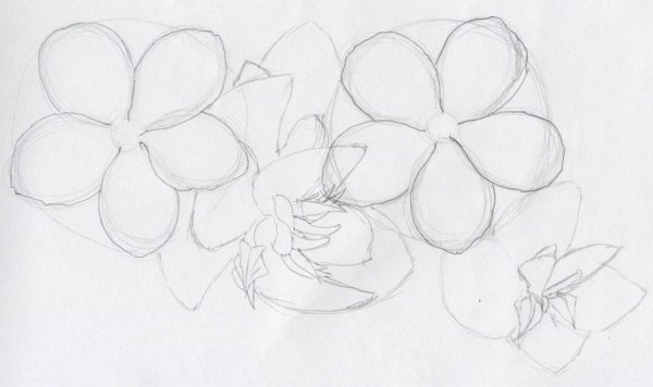 Подсолнух карандашом