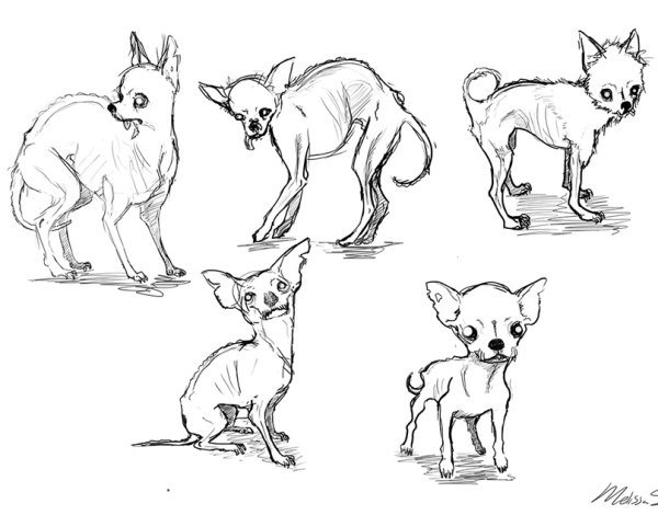 Чихуахуа референс