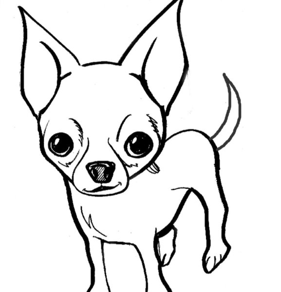 Раскраски собак породы чихуахуа