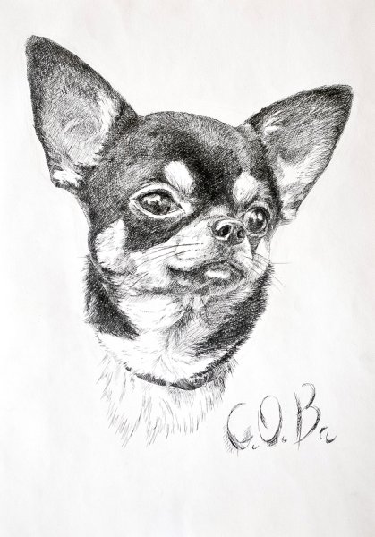 Чихуахуа рисунок