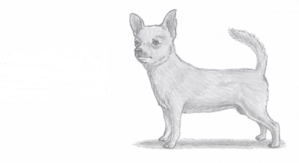 Чихуахуа спереди