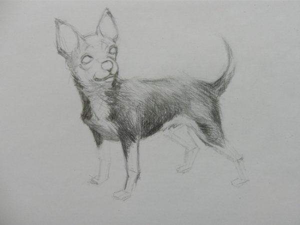 Той терьер карандашом легко