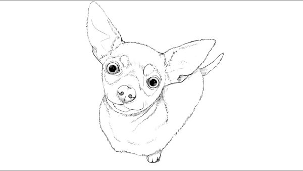 Раскраска собака той терьер