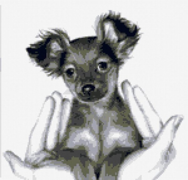 Нарисовать той терьера