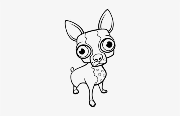 Собачка чихуахуа