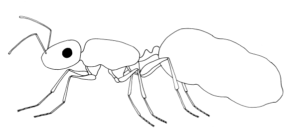 Муравей карандашом легко