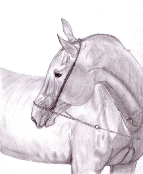 Большие картины карандашом легкие