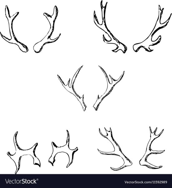 Рога оленя легкие