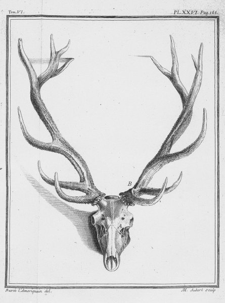 Рога оленя рисунок