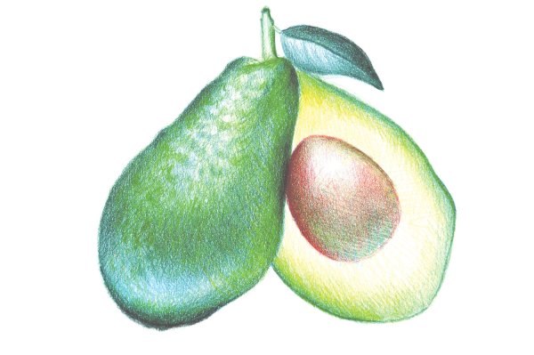 Авокадо реалистичный рисунок