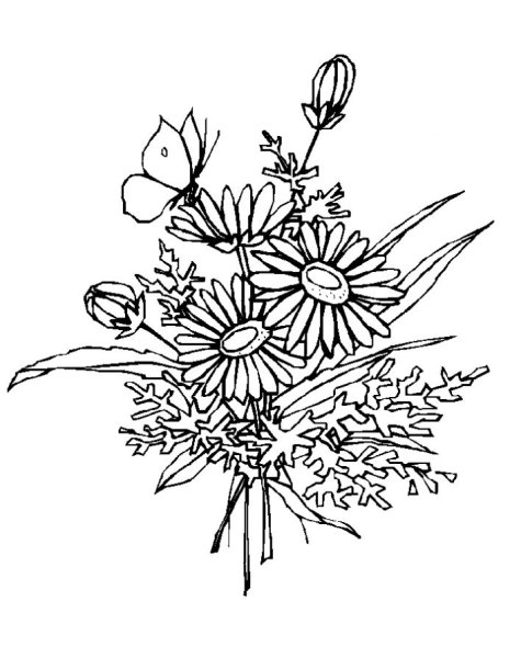 Букет полевых цветов раскраска