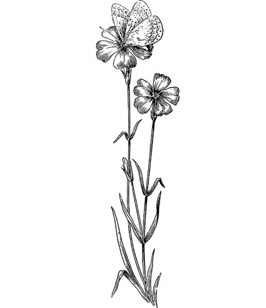 Зарисовки полевых цветов