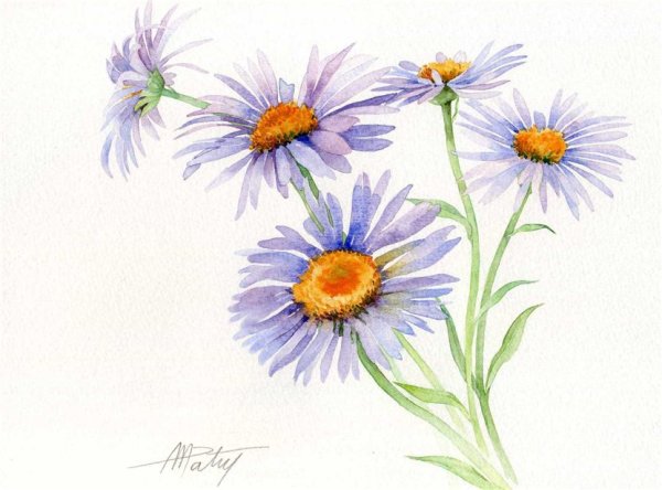 Полевые цветы цветными карандашами