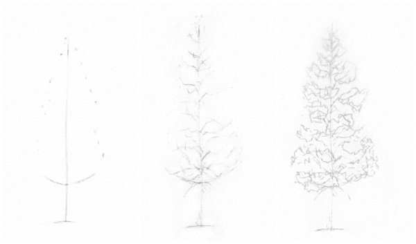 Поэтапное рисование дерева ель