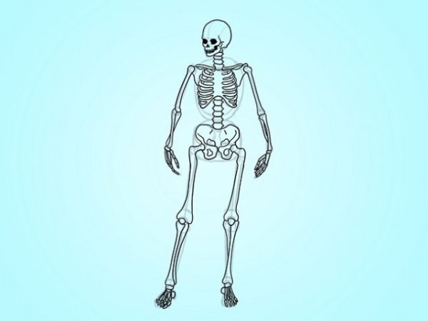Анатомия человека skelet