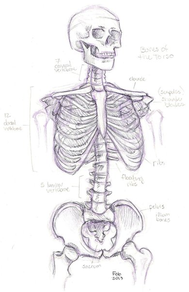 Скелет рисунок