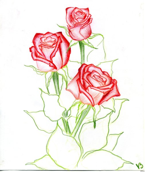 Букет роз карандашом