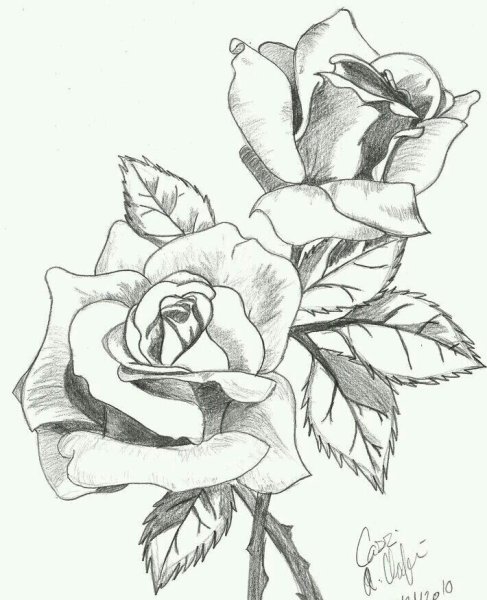 Роза карандашом