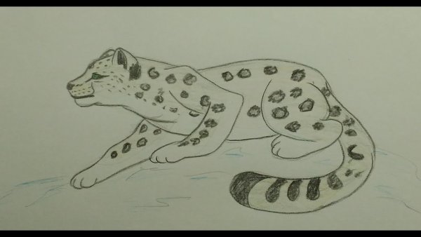 Поэтапное рисование Барса