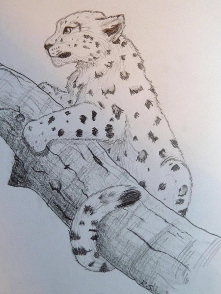 Снежный Барс карандашом