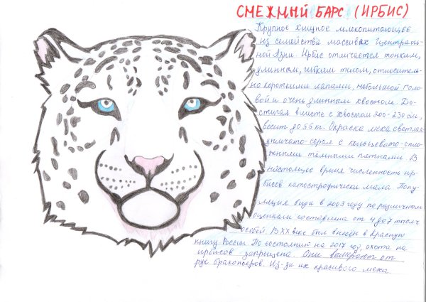 Нарисовать снежного Барса для детей 8 лет