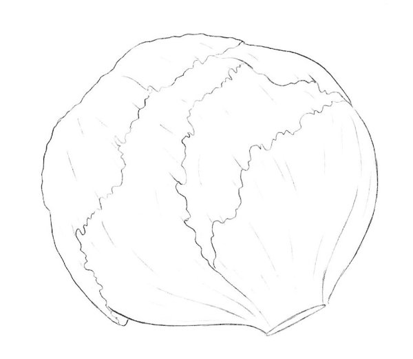 Капуста карандашом