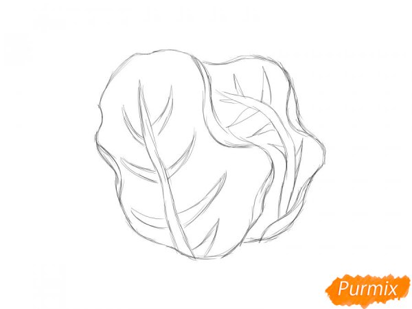 Рисунок капусты карандашом легко