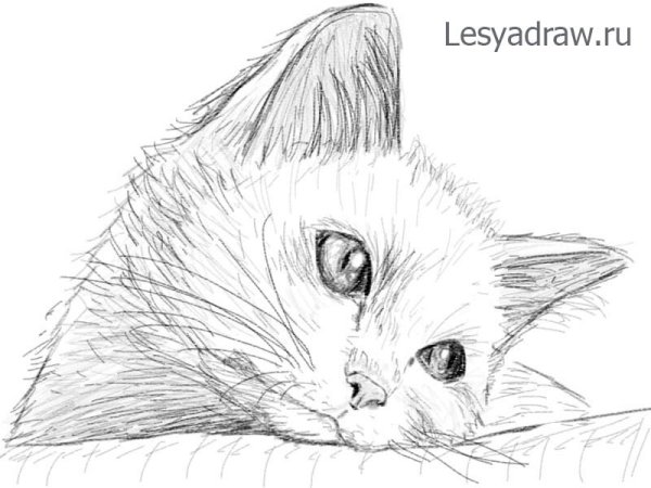 Рисунки котят карандашом для начинающих