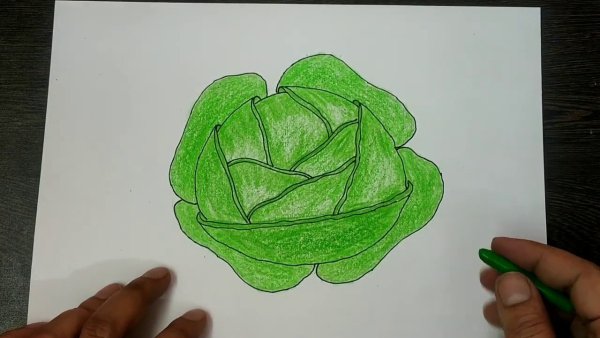 Капуста для рисования