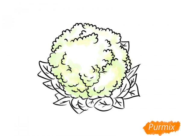 Цветная капуста карандашом