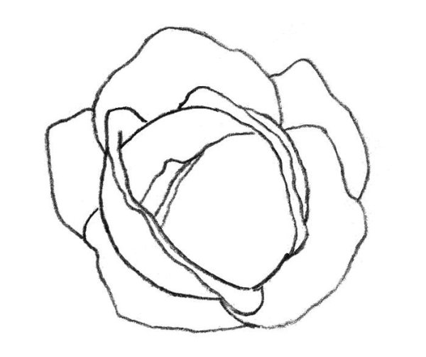 Капуста трафарет для рисования