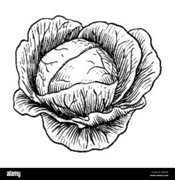 Капуста жуватныя работа