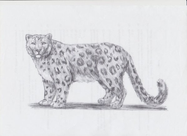 Снежный Барс картинки карандашом