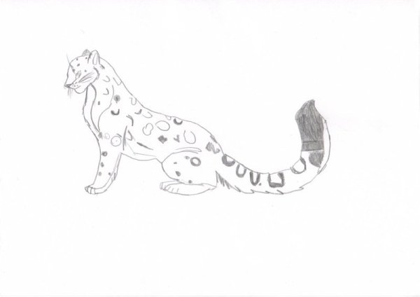 Рисунок снежного Барса легко