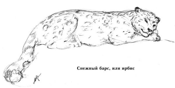 Снежный Барс рисунок карандашом