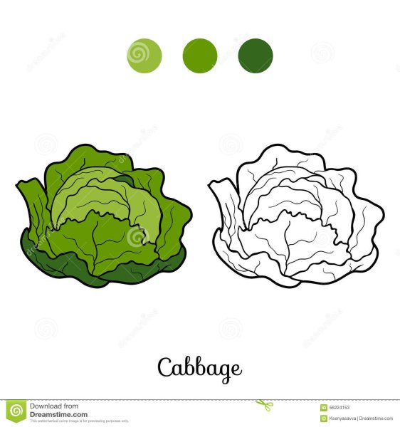 Капуста трафарет для аппликации